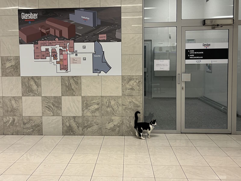 Cat in a mall