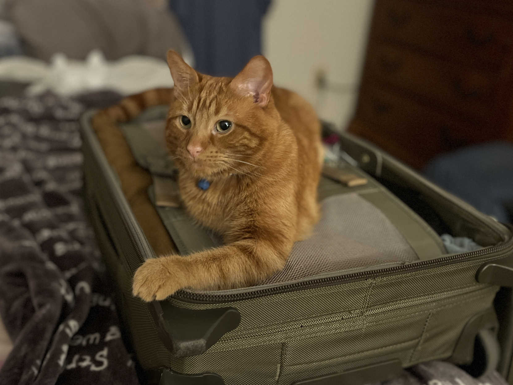 An orange cat sitting on a suitcase