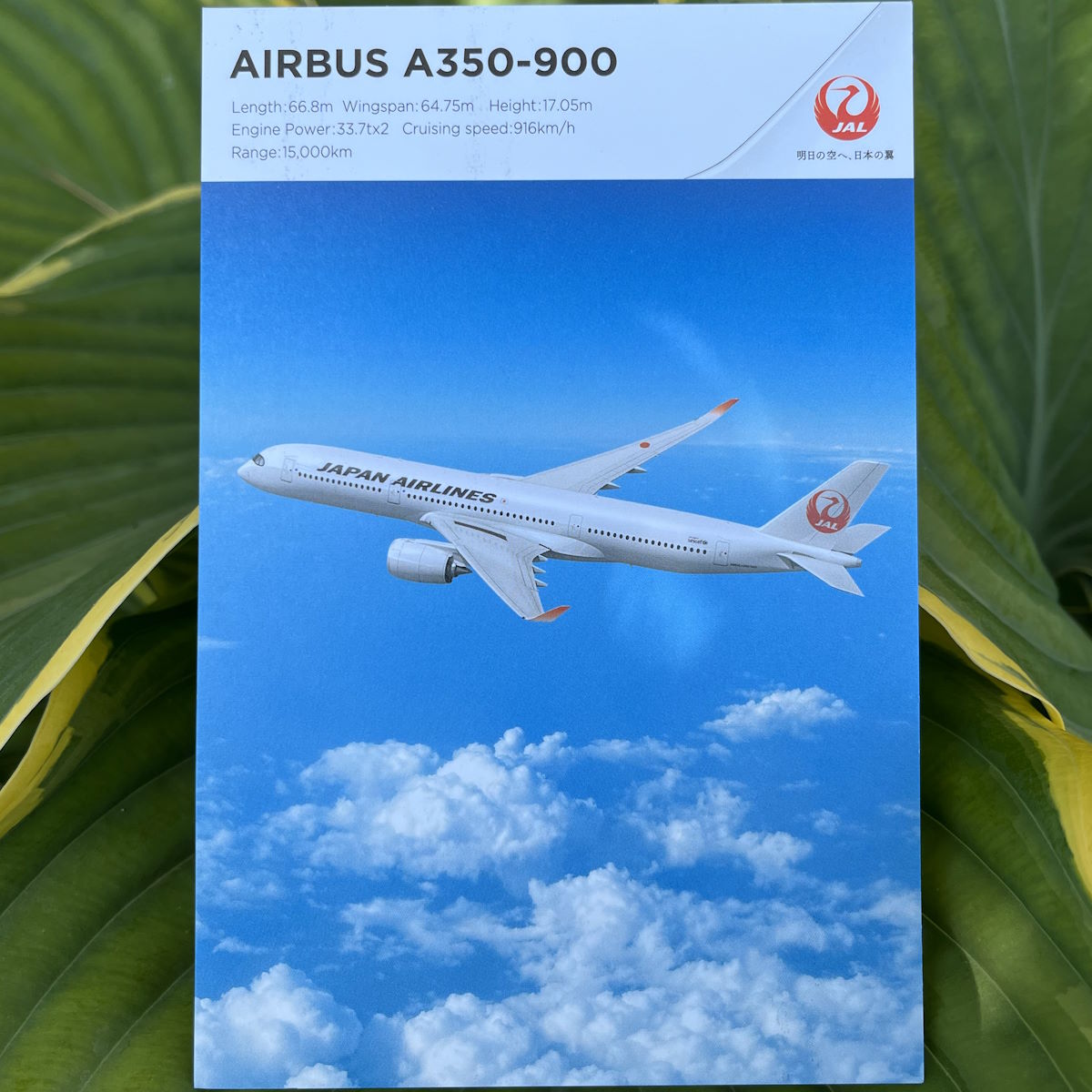 A Japan Airlines postcard of one of their A350-900 airplanes, showing statistics for this aircraft type.
