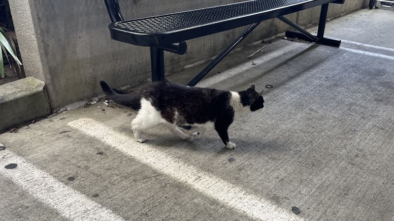 Cat in the PNS rental car garage.